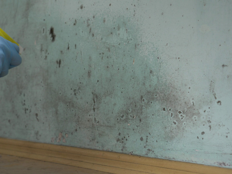 mold-close-up-services-nampa-id