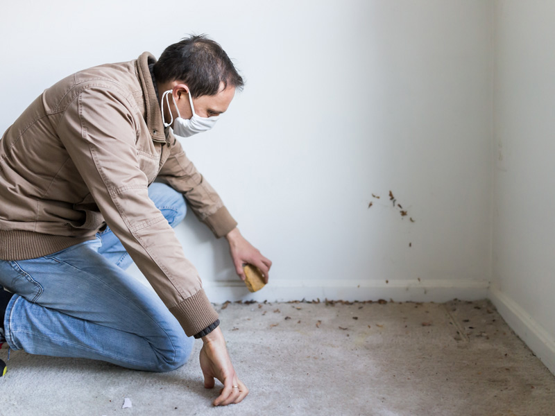 mold-services-nampa-id